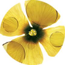 Óleo de Camelina Bio | Yves Rocher Portugal